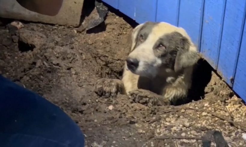 ABC News crew rescues dog while covering Texas tornado damage
