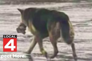 Abandoned dog rescued carrying stuffed animal in Detroit