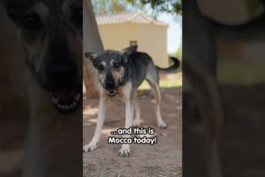 Abused dog that lived in fear and terror has a new life!