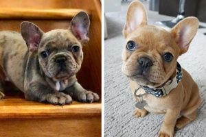 Adorable Bull Dogs that Will Make your Day Better 100% 🥰| Cutest Puppies