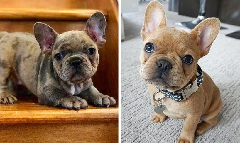 Adorable Bull Dogs that Will Make your Day Better 100% 🥰| Cutest Puppies