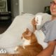 Al este gato le gusta más papá que mamá | Cat Crazy | El Dodo