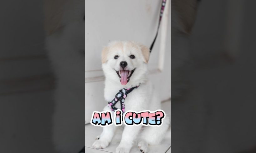 Am I cute?? #cute #dog #puppy #shorts