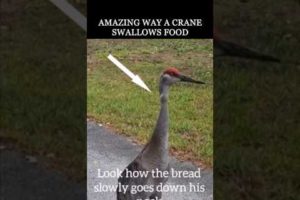 Amazing way a Crane Swallows Food #shorts