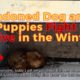 Animal Rescue Team Rescues Abandoned Dog and Her Puppies Who Fought to Survive in the Winter