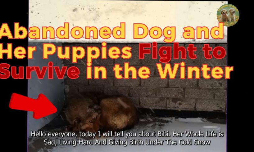 Animal Rescue Team Rescues Abandoned Dog and Her Puppies Who Fought to Survive in the Winter