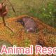 Animal Rescue Videos