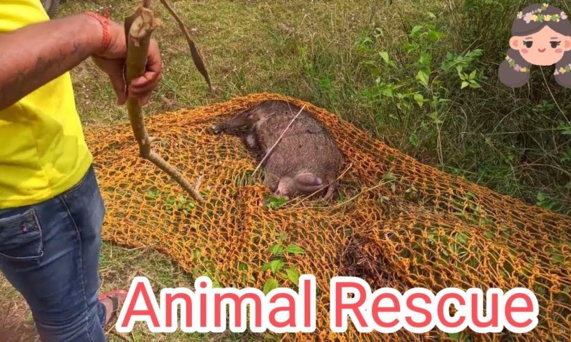 Animal Rescue Videos