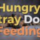 🐶 Animal Rescue Videos Stray Hungry Dog Feeding