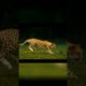 Animal fights. Lion vs Chita Tiger.#shorts video