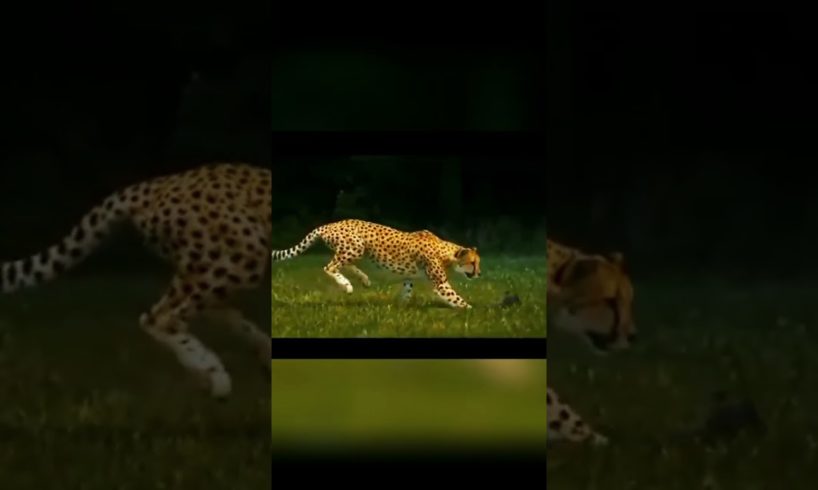 Animal fights. Lion vs Chita Tiger.#shorts video