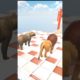 Animal fights #animals #shorts #short #viral #funny trending