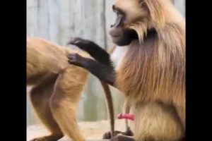 Animal sex compilation,monkey sex video letest #shorts