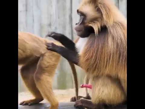 Animal sex compilation,monkey sex video letest #shorts