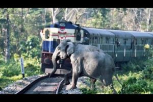 Animal vs Train - Animals Hit By Train Compilation #1