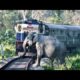 Animal vs Train - Animals Hit By Train Compilation #1
