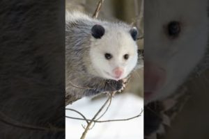 Animals that Play dead to Survive #anaimals #play #dead #survive #unique #twist #ability #playing