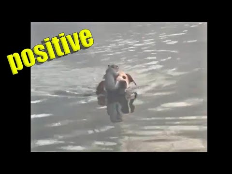 Another dose of positive mood boost. Dog rescues squirrel [9:16]