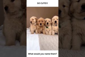 Are these the cutest puppies ever?! #shorts