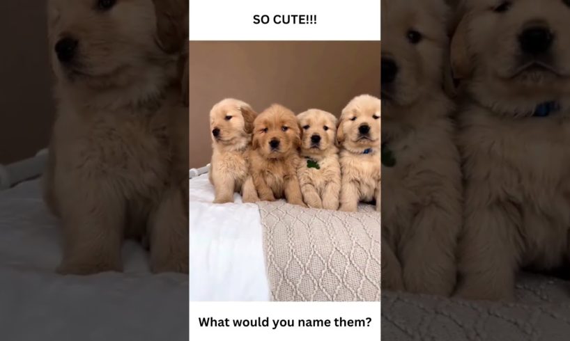 Are these the cutest puppies ever?! #shorts