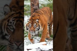 😈Attitude Tiger Reels Status Video, 🔥Wild Life Animals #status #viral #shorts 🥀