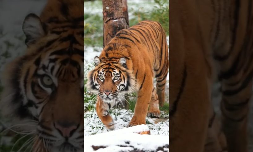 😈Attitude Tiger Reels Status Video, 🔥Wild Life Animals #status #viral #shorts 🥀