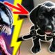 Avengers but they are Cute Puppies (Hulk, Thor, Venom, Daredevil, others)