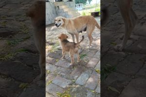 Awww! Watch the Cutest Puppy Reuniting with its Momma || animal lovers#shorts#viral