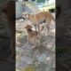 Awww! Watch the Cutest Puppy Reuniting with its Momma || animal lovers#shorts#viral