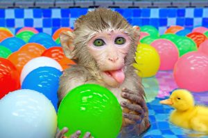 Baby Monkey KiKi playing with ducklings in 30,000 Colorful Ball Pit Balls pool | KUDO ANIMAL KIKI