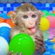 Baby Monkey KiKi playing with ducklings in 30,000 Colorful Ball Pit Balls pool | KUDO ANIMAL KIKI