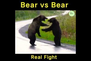 Bear vs Bear Real Fight 😱 #shorts #short #shortvideo #animals #bear #factsinhindi #fight #facts