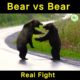 Bear vs Bear Real Fight 😱 #shorts #short #shortvideo #animals #bear #factsinhindi #fight #facts