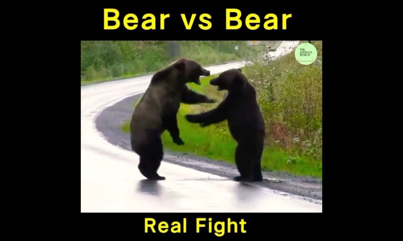 Bear vs Bear Real Fight 😱 #shorts #short #shortvideo #animals #bear #factsinhindi #fight #facts