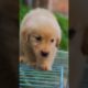 Beautiful and cute puppies . A beautiful moment #1217  - #Chidat tv