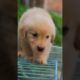 Beautiful and cute puppies . A beautiful moment #1217  - #Chidat tv