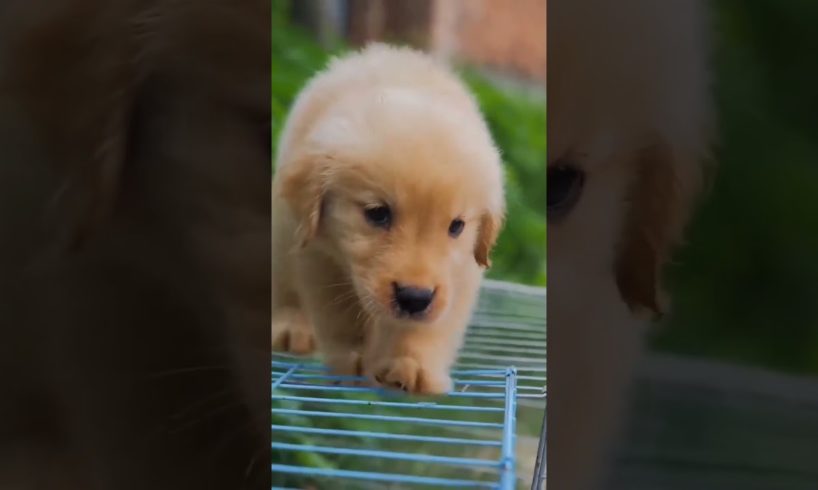 Beautiful and cute puppies . A beautiful moment #1217  - #Chidat tv