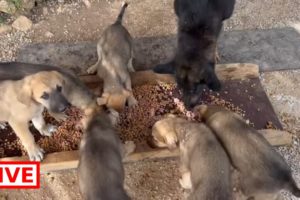 Breakfast time for May and her 6 beautiful puppies 🐶😍 - Takis Shelter