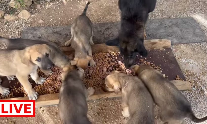 Breakfast time for May and her 6 beautiful puppies ๐ถ๐ - Takis Shelter