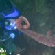 Buzo se encuentra con un pulpo gigante muy inteligente | Corazones Salvajes | El Dodo