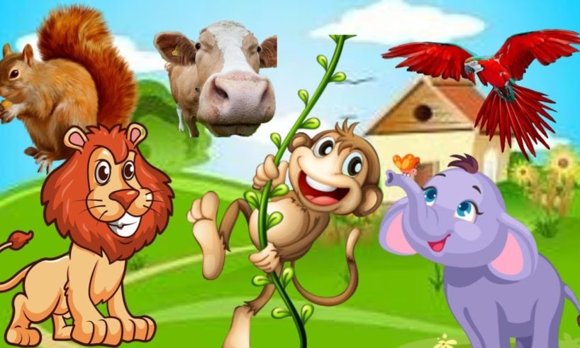 CUTE LITTLE ANIMALS - Monkey, Sheep, Cat, Dog, Giraffe - ANIMAL VIDEOS