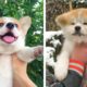 😍CUTEST PETS on Planet? 💖Adorable Puppies that Will Make Your Day 🥰| Cute Puppies
