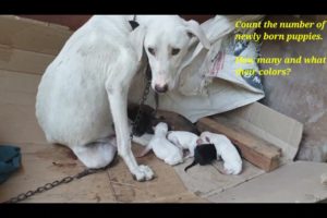 Caring and Loving  Mother Dog with Cute Puppies