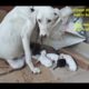 Caring and Loving  Mother Dog with Cute Puppies