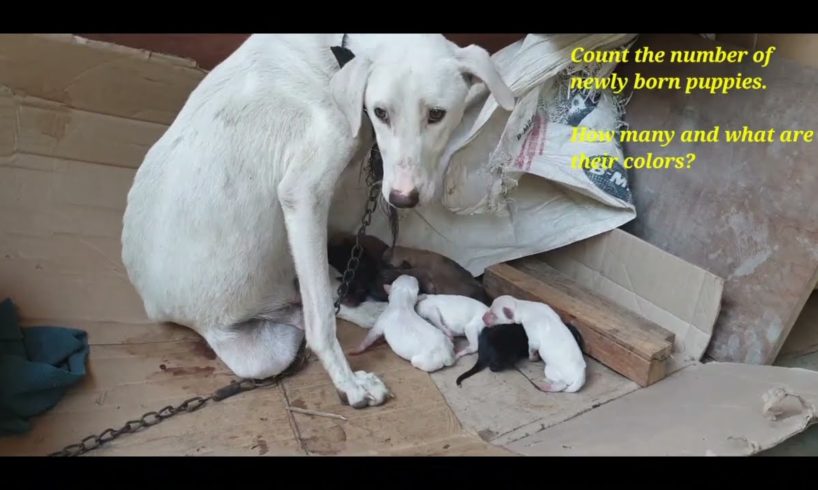 Caring and Loving Mother Dog with Cute Puppies