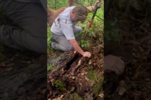 Couple Rescues Dog Stuck Inside Dead Tree