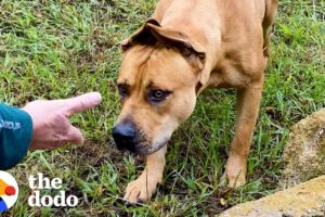 Couple Spends A Year Trying To Rescue A Stray Dog...Then This Happens | The Dodo Faith = Restored