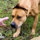 Couple Spends A Year Trying To Rescue A Stray Dog...Then This Happens | The Dodo Faith = Restored