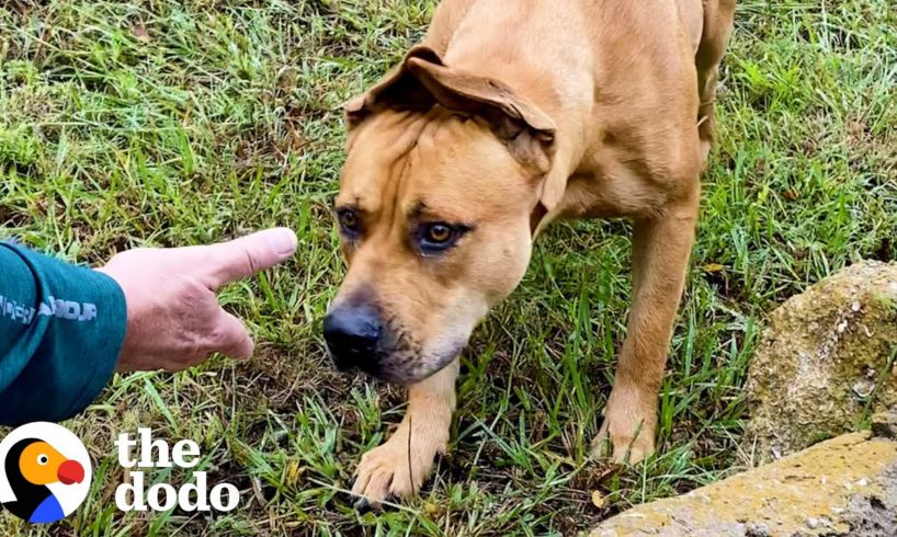 Couple Spends A Year Trying To Rescue A Stray Dog...Then This Happens | The Dodo Faith = Restored