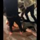 Crazy Hood fights Knock out edition Full video